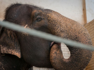 Prosluněná zoologická zahrada v Liberci