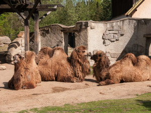Prosluněná zoologická zahrada v Liberci