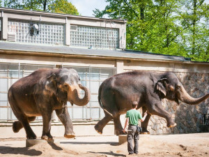 Prosluněná zoologická zahrada v Liberci