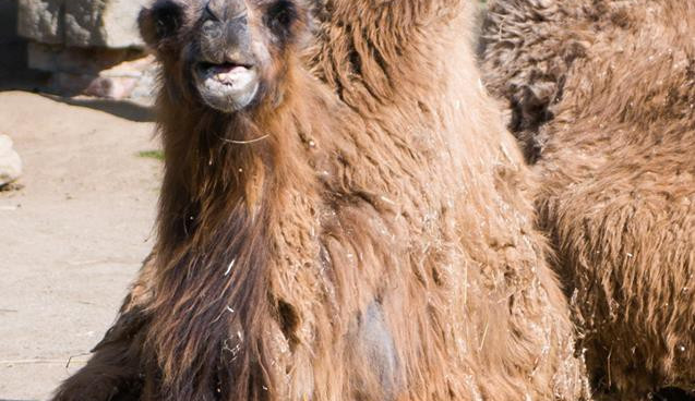 Prosluněná zoologická zahrada v Liberci