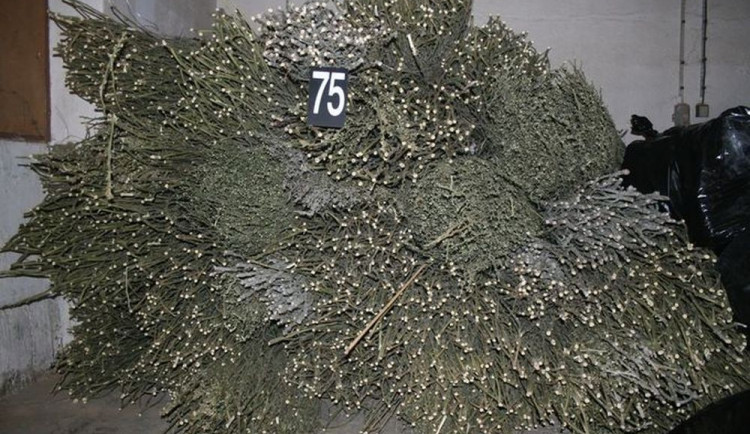 Policie odhalila obří pěstírnu konopí ve Stráži pod Ralskem