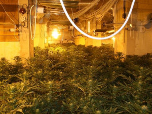 Policie odhalila obří pěstírnu konopí ve Stráži pod Ralskem