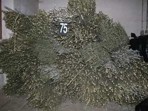 Policie odhalila obří pěstírnu konopí ve Stráži pod Ralskem