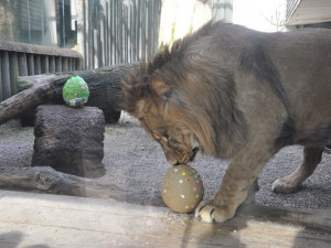 Zvířata v liberecké zoo slavila Velikonoce. Dostala papírová vejce s dobrotami