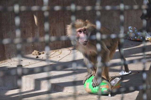 Zvířata v liberecké zoo slavila Velikonoce. Dostala papírová vejce s dobrotami
