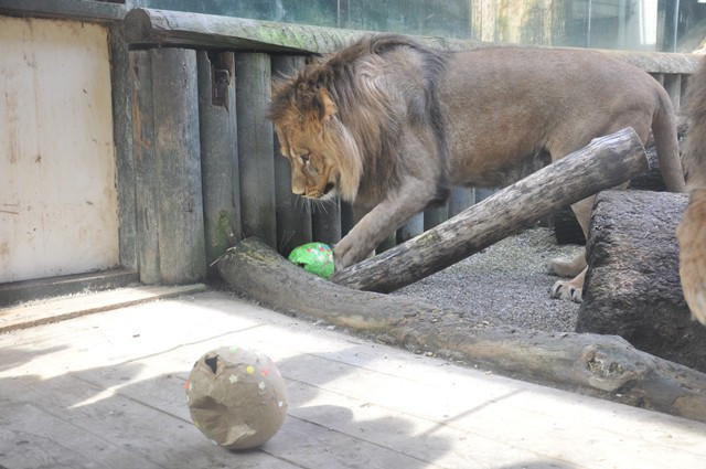 Zvířata v liberecké zoo slavila Velikonoce. Dostala papírová vejce s dobrotami