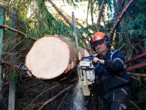 Vánoční strom už stojí na náměstí