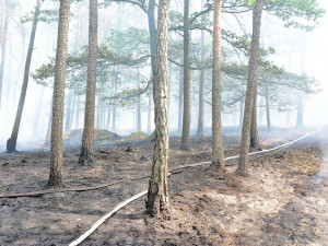 Požár lesa u obce Korce na Českolipsku