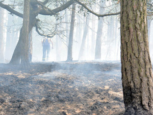Požár lesa u obce Korce na Českolipsku