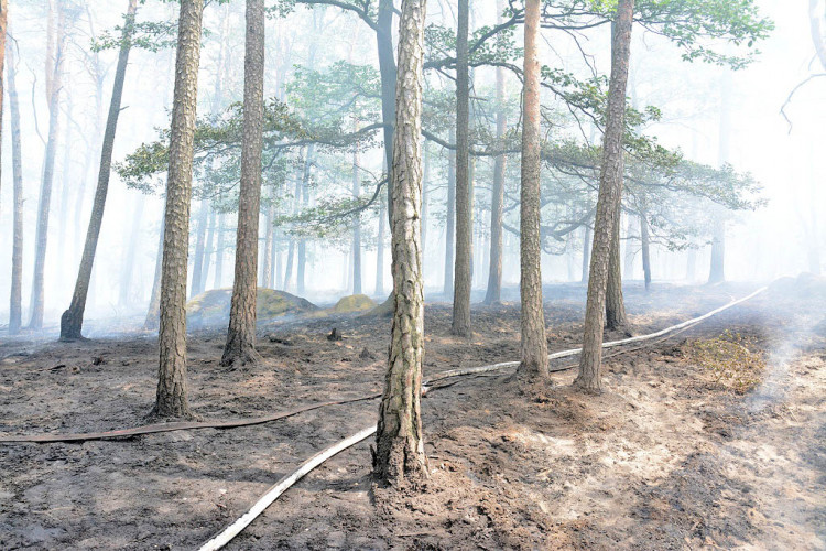 Požár lesa u obce Korce na Českolipsku