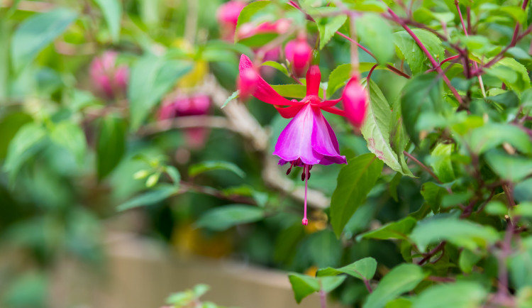 Fuchsie výstava Liberec 2018 Jiří Plachý