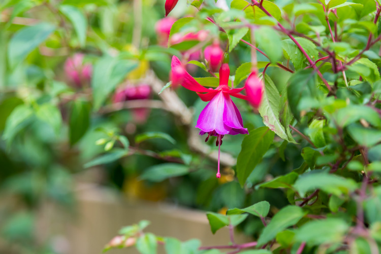 Fuchsie výstava Liberec 2018 Jiří Plachý