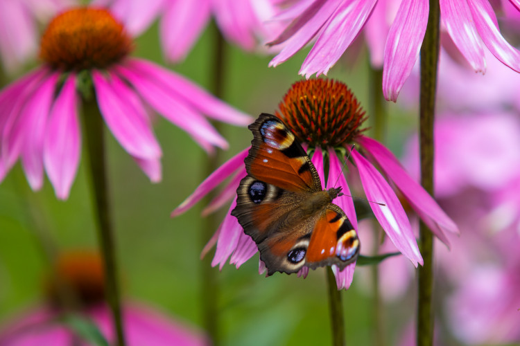 Fuchsie výstava Liberec 2018 Jiří Plachý