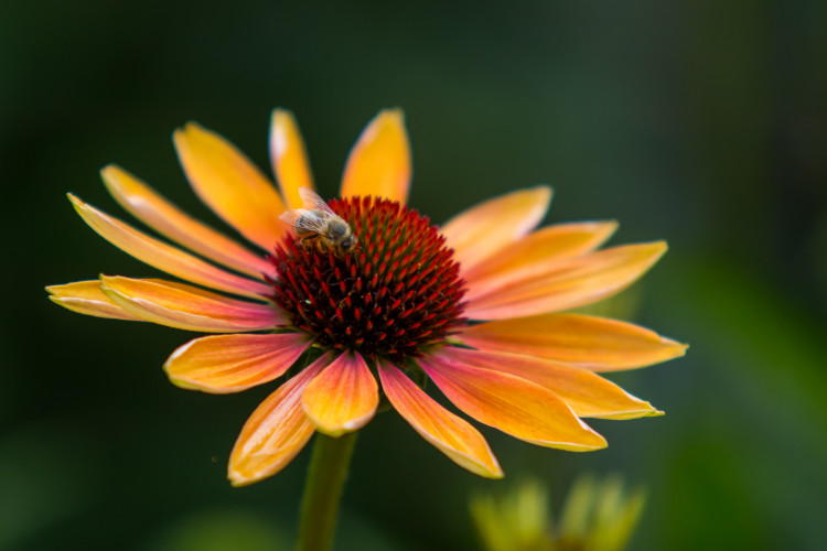 Fuchsie výstava Liberec 2018 Jiří Plachý