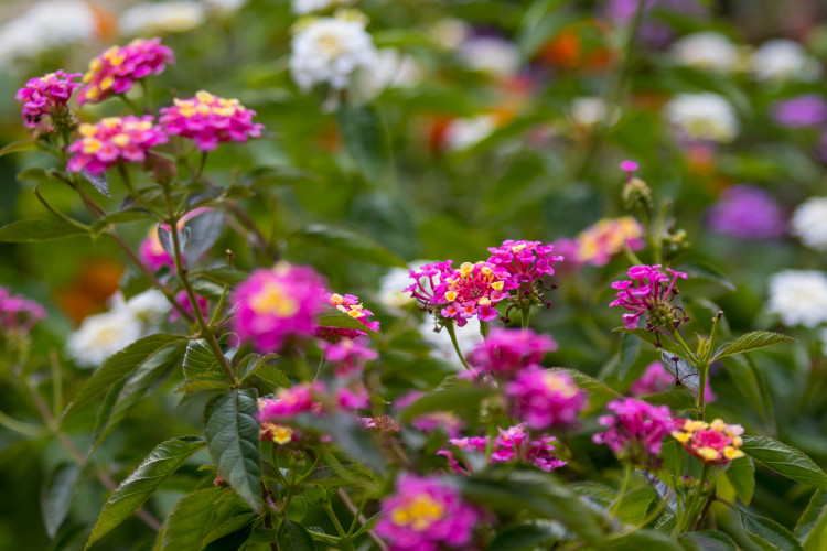 Fuchsie výstava Liberec 2018 Jiří Plachý