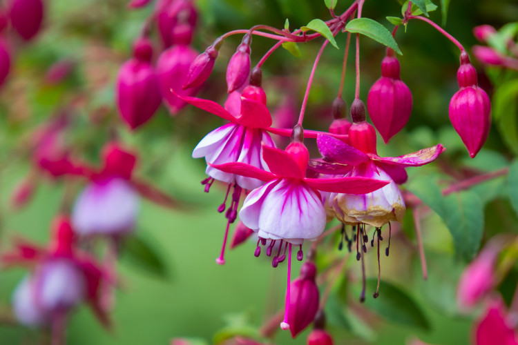 Fuchsie výstava Liberec 2018 Jiří Plachý