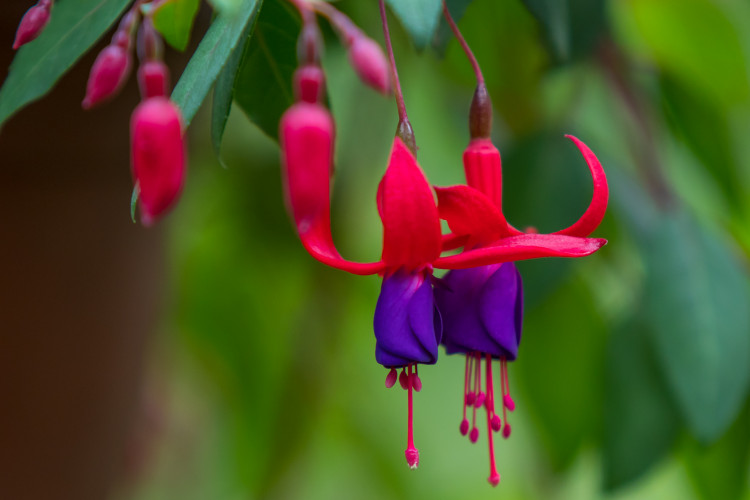 Fuchsie výstava Liberec 2018 Jiří Plachý