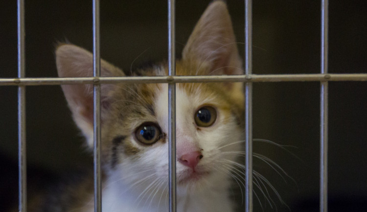 Foto z kočičího depozitu