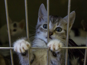 Foto z kočičího depozitu