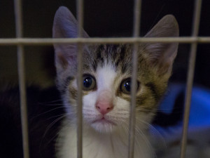 Foto z kočičího depozitu