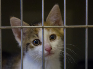 Foto z kočičího depozitu