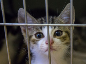 Foto z kočičího depozitu