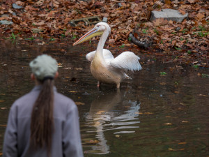 Odchyt pelikánů v liberecké zoo