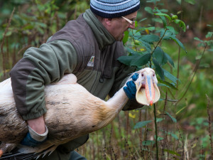 Odchyt pelikánů v liberecké zoo