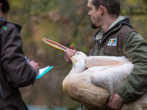 Odchyt pelikánů v liberecké zoo
