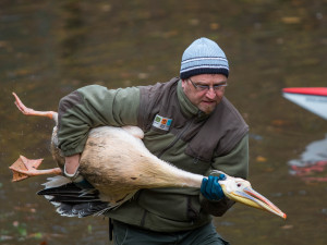 Odchyt pelikánů v liberecké zoo