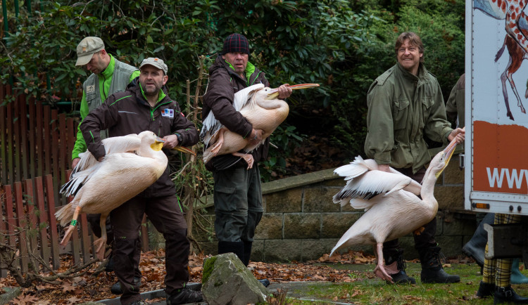 Odchyt pelikánů v liberecké zoo