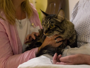 V liberecké nemocnici zlepšují pacientům náladu i zvířecí terapeuti