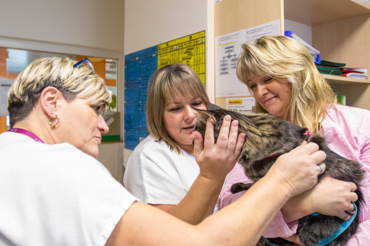 V liberecké nemocnici zlepšují pacientům náladu i zvířecí terapeuti