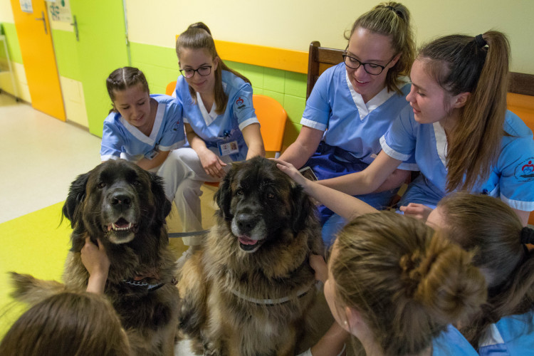 V liberecké nemocnici zlepšují pacientům náladu i zvířecí terapeuti
