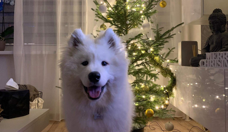 Vánoce s Drbnou: Soutěžní stromečky