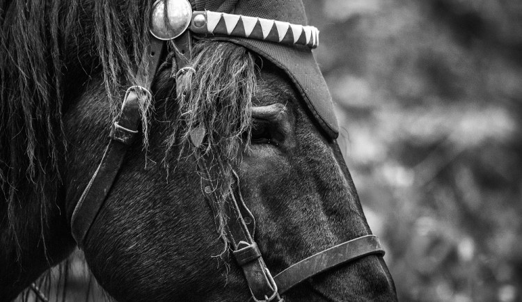 Veronika Králová a kůň Kuba