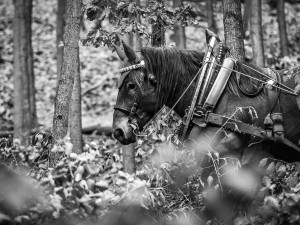Veronika Králová a kůň Kuba