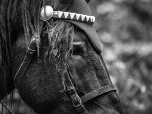 Veronika Králová a kůň Kuba