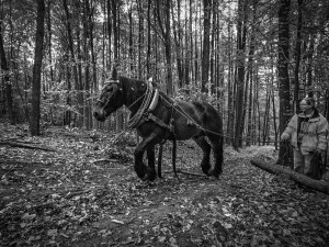 Veronika Králová a kůň Kuba