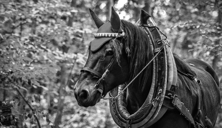 Veronika Králová a kůň Kuba