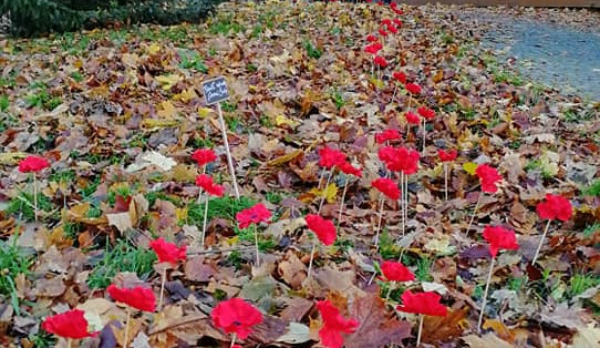 Pole vlčích máků v Liberci