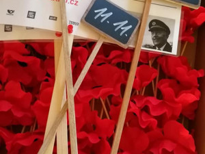 Pole vlčích máků v Liberci