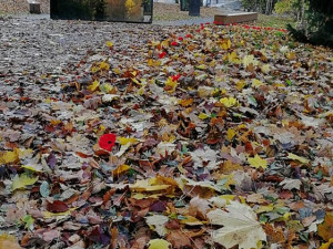 Pole vlčích máků v Liberci