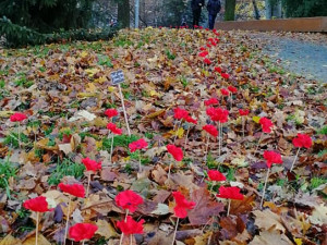 Pole vlčích máků v Liberci