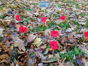 Pole vlčích máků v Liberci