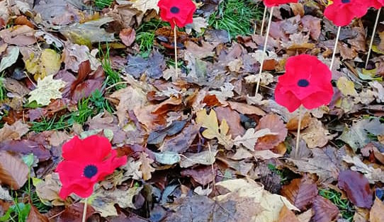 Pole vlčích máků v Liberci