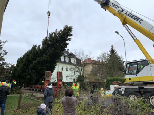 Liberecký vánoční strom