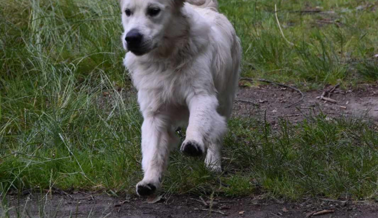 Výcvikový tábor ve Sloupu v Čechách