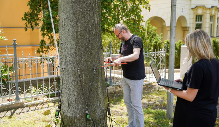 Měření stavu stromů na Masarykově třídě v Liberci