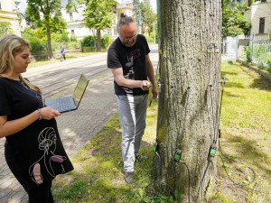 Měření stavu stromů na Masarykově třídě v Liberci
